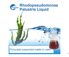 Photosynthetic Bacteria