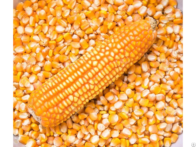 Top Quality Yellow And White Maize Corn