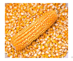 Top Quality Yellow And White Maize Corn