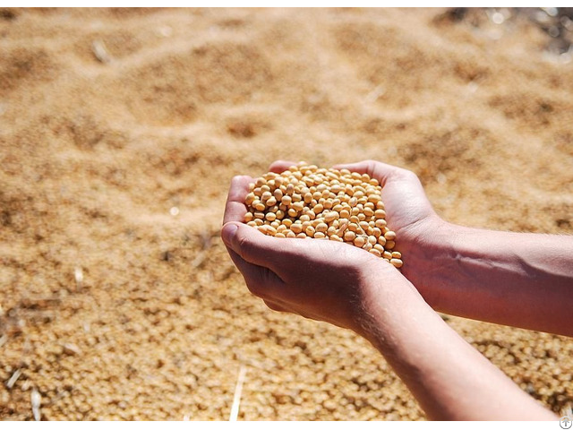 Best Quality Soybean Meal