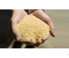 Soya Bean Meal For Animal Feed