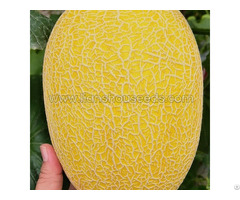 M1131 Hybrid Hami Melon Variety