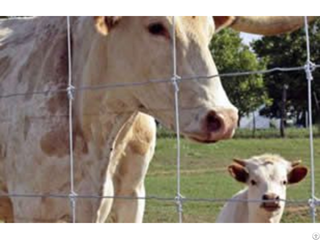 Cattle Fence