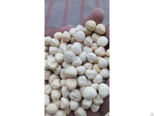 Moringa Kernel Seeds