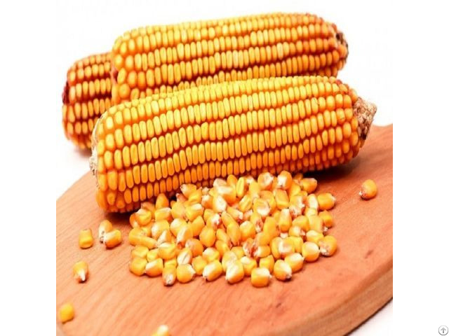 Maize For Human And Animal Feed At Wholesale Price