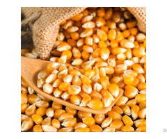 Maize And White Corn