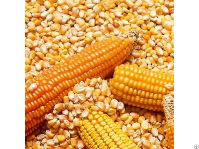 Yellow Corn Animal Feed Human Consumption