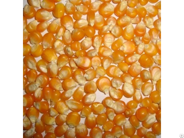 Corn Grain For Sale Non Gmo In South Africa