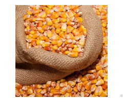 Yellow Corn Non Gmo Bulk Maize Dried