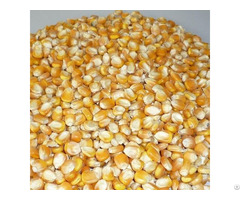 Dried Yellow Non Gmo Maize