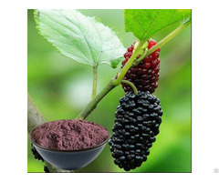 Buy Mulberry Juice Powder