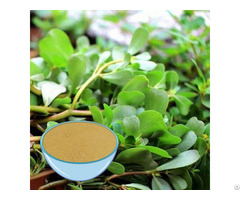 Bacopa Extract