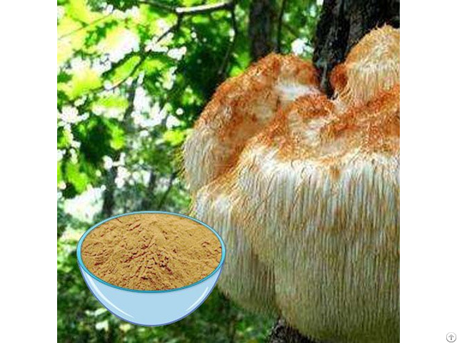 Buy Hericium Erinaceus Extract Powder
