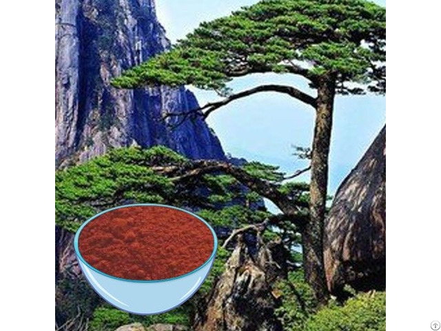 Pine Bark Extract Powder