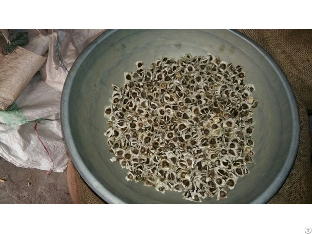 Moringa Seed With Wings