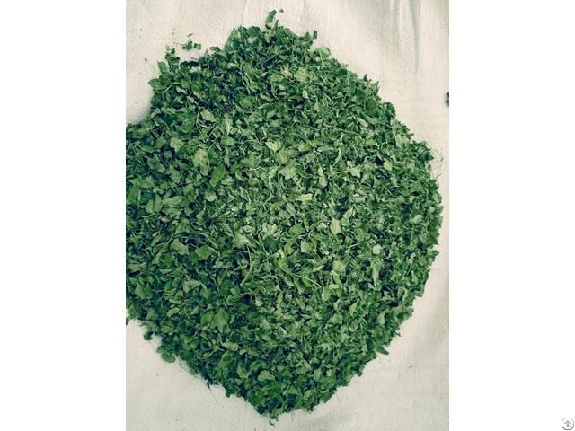 Moringa Leaves Dry