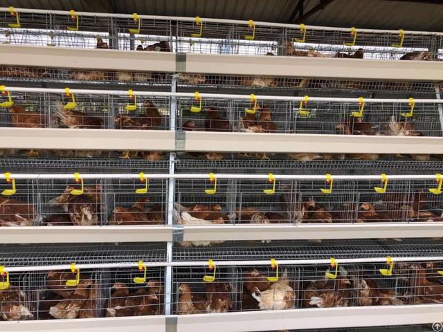 Chicken Farm 10000 Birds Battery Cage For Layers Price