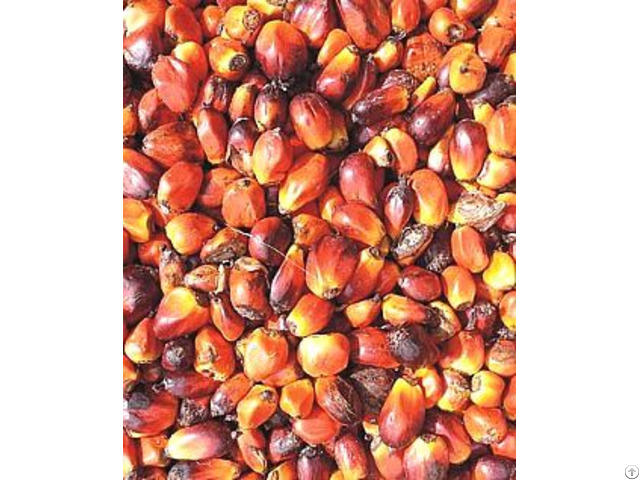 Palm Kernel Oil