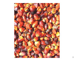 Palm Kernel Oil