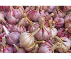 Garlic Allium Sativum