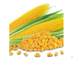 Maize Corn