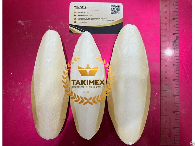 Dried Cuttlefish Bone Cuttlebone Sepia Made In Vietnam
