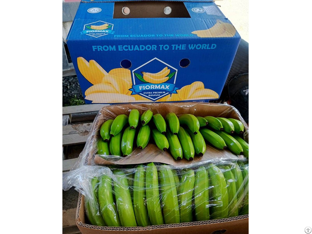 Sell Banana Fruit Fresh