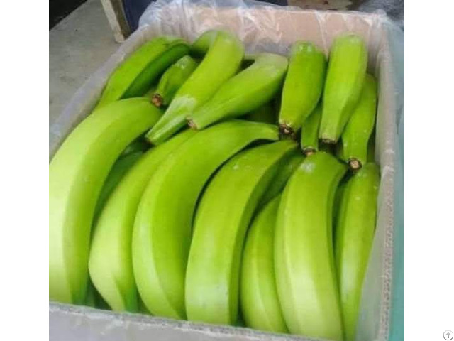 Sell Green Plantain Fresh