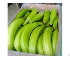 Sell Green Plantain Fresh