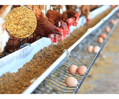 Chicken Feed Mill Plant