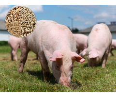 Pig Feed Mill Plant