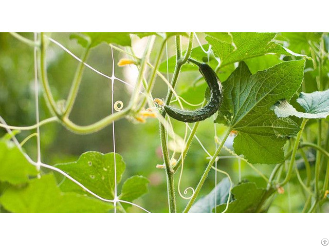 Plant Support Net Pea And Bean Cucumber  Tomato Climbing Mesh Pp Netting