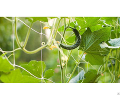 Plant Support Net Pea And Bean Cucumber  Tomato Climbing Mesh Pp Netting