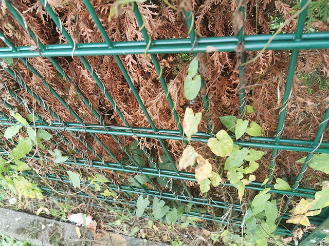 Mclassic Double Wire Fence