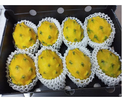 Sell Fruits Exotics Pitaya Passion Fruit Granadilla Origin Ecuador