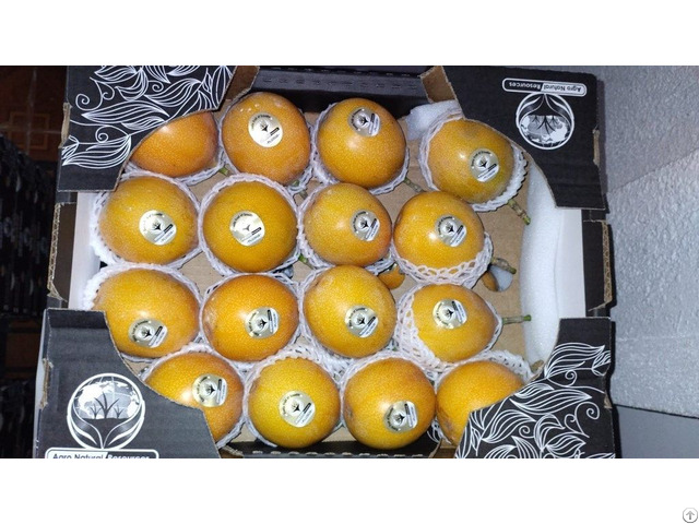 Sell Fruits Exotics Lulo Avocado Tamarillo Sweet Cucumber Origin Ecuador