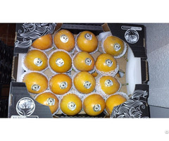 Sell Fruits Exotics Lulo Avocado Tamarillo Sweet Cucumber Origin Ecuador