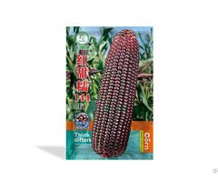 Carrot Seeds Bulk