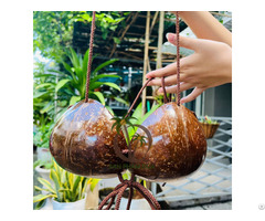 Coconut Shell Top Bikini Bra