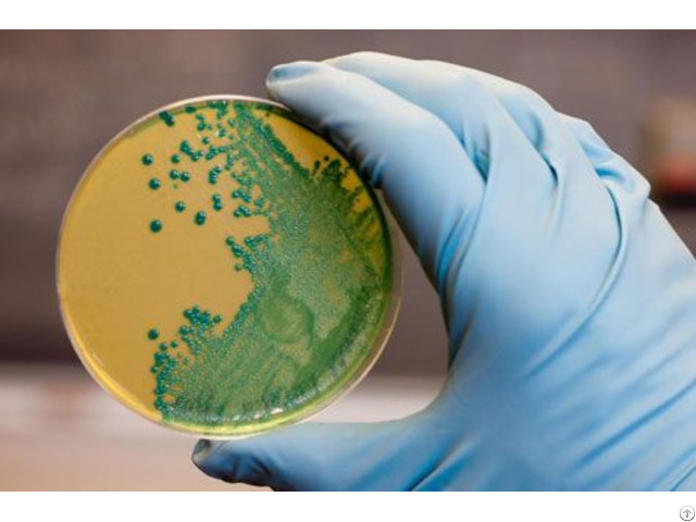 Agar Bacteriological Grade