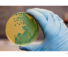 Agar Bacteriological Grade