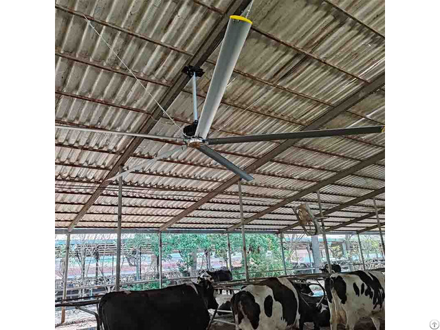 Big Hvls Ceiling Fans For Livestock