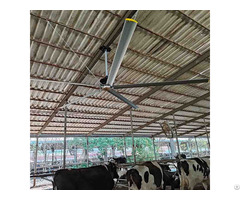 Big Hvls Ceiling Fans For Livestock
