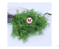 Rosemary Small But Diverse