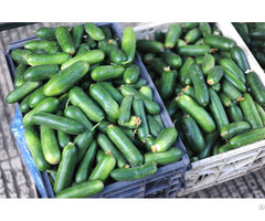 Gherkins At Desai Group