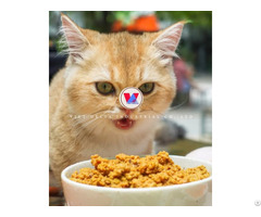 Fresh Pate For Cats Double Nutrition Much Healthier