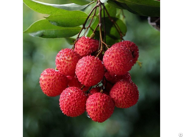 Fresh Lychee From Viet Nam With Best Quality And Price