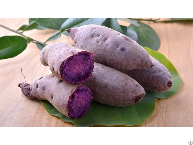 Purple Sweet Potato From Highlands Vietnam Ready To Export