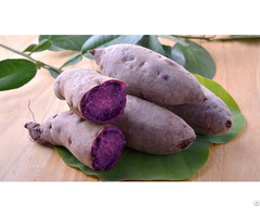 Purple Sweet Potato From Highlands Vietnam Ready To Export
