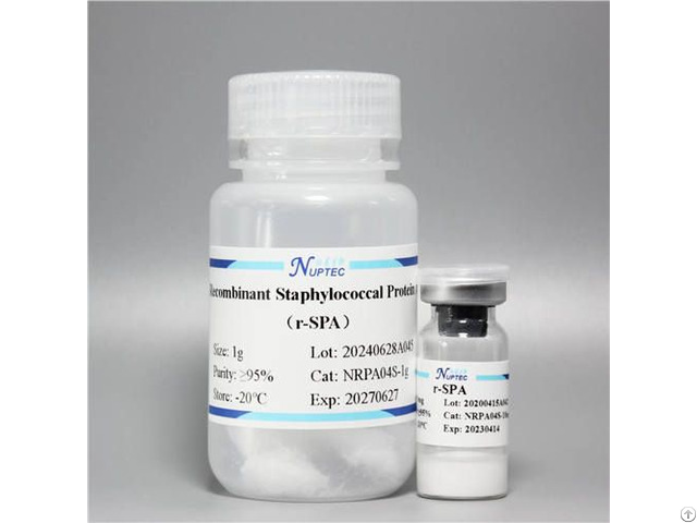 Recombinant Staphylococcal Protein A
